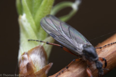Bibio xanthopus