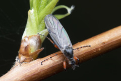 Bibio xanthopus