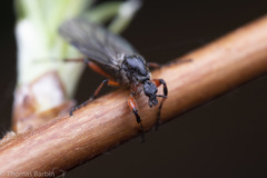 Bibio xanthopus