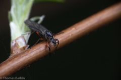 Bibio xanthopus