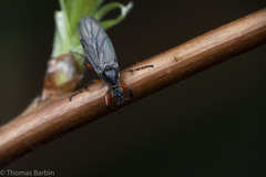 Bibio xanthopus