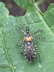 Pselliopus zebra