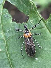 Pselliopus zebra