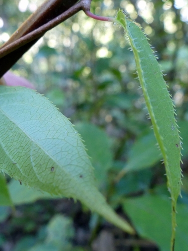 Actinidia arguta iNat (1)