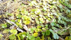 Hydrocotyle microphylla
