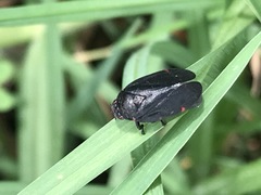 Prosapia ignifera