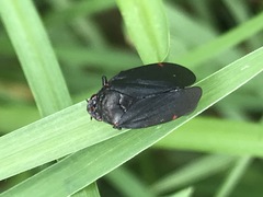 Prosapia ignifera
