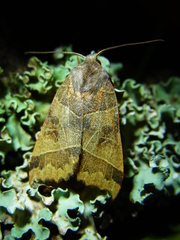 Telorta acuminata