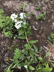 Lithospermum distichum
