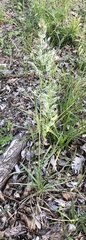 Poa arachnifera