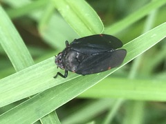 Prosapia ignifera