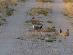 Tympanuchus pallidicinctus