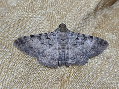 Polydesma boarmoides