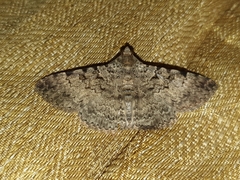 Polydesma boarmoides