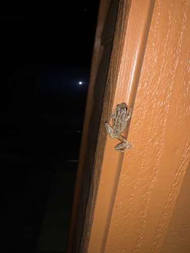 Pacific chorus frog photographed in Idaho
