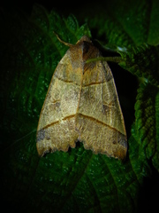 Telorta acuminata