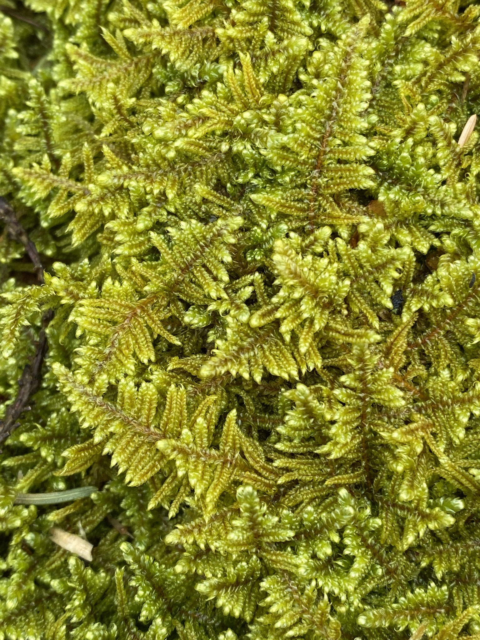 Callicladium imponens