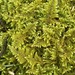 Brocade Moss - Photo (c) Jeff Garner, some rights reserved (CC BY-NC), uploaded by Jeff Garner