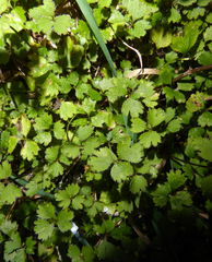 Azorella hookeri