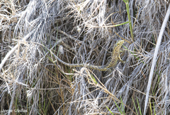 Stenocercus modestus