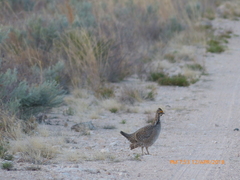 Tympanuchus pallidicinctus