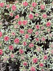 Eriogonum douglasii
