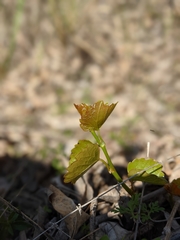 Vitis rupestris