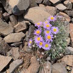 Erigeron poliospermus