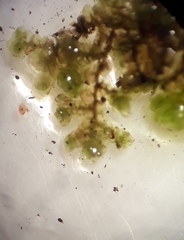 Frullania pentapleura