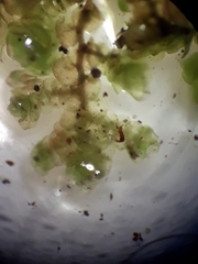 Frullania pentapleura