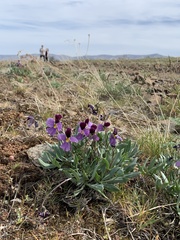 Viola trinervata