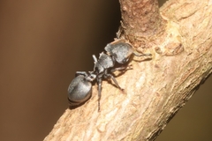 Cephalotes multispinosus