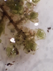 Frullania pentapleura