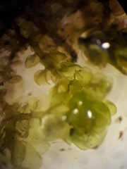 Frullania pentapleura