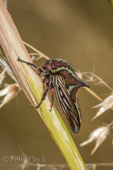 Umbonia reclinata