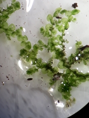 Frullania pentapleura