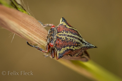 Umbonia reclinata