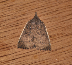 Authaemon stenonipha