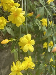 Magnoliopsida