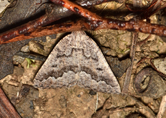 Hypsitropha euschema