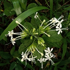 Clerodendrum calamitosum