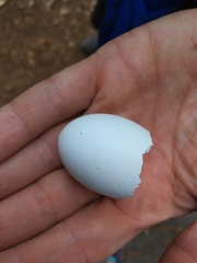 Patagioenas fasciata