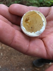 Patagioenas fasciata