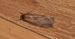 Scoliacma pactolias