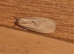 Scoliacma pactolias