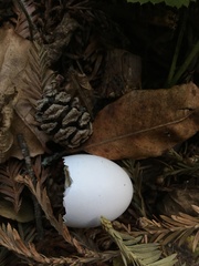 Patagioenas fasciata