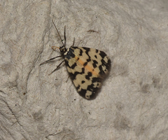Thallarcha jocularis