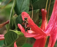 Ropalidia flavobrunnea