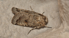 Proteuxoa amaurodes