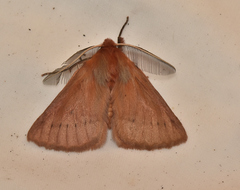 Pterolocera rubescens